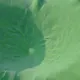 gygy